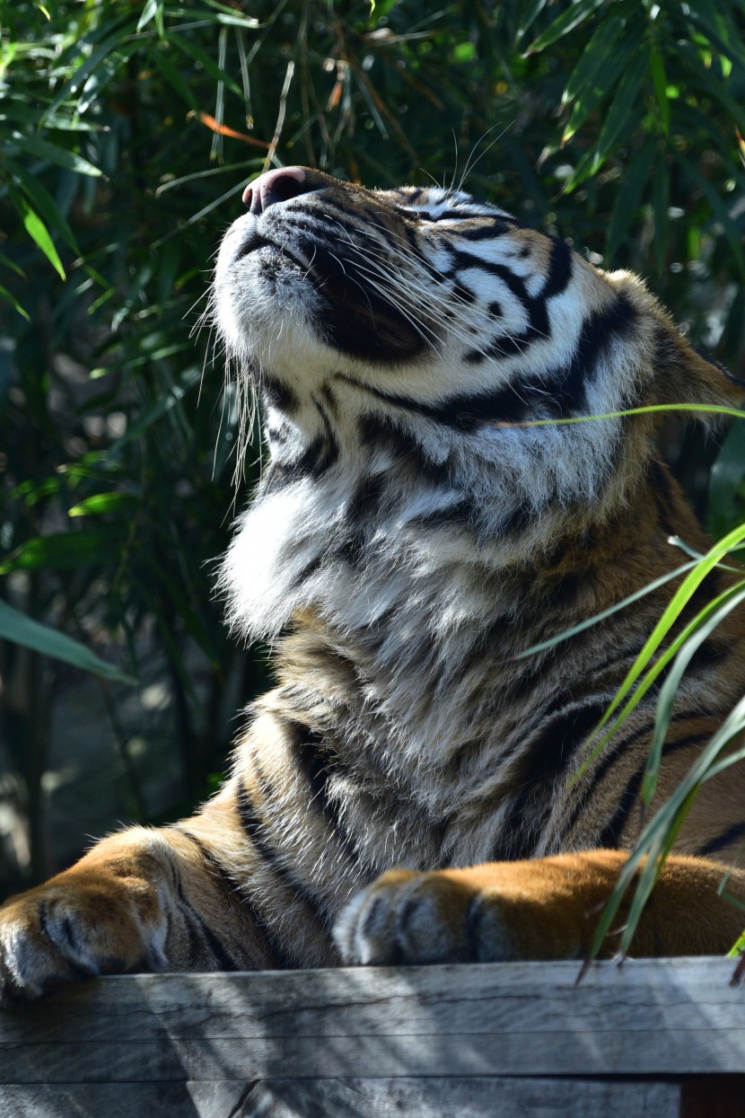 悉尼塔龍加動物園圖片