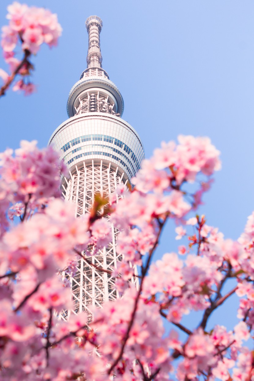 日本東京晴空塔圖片