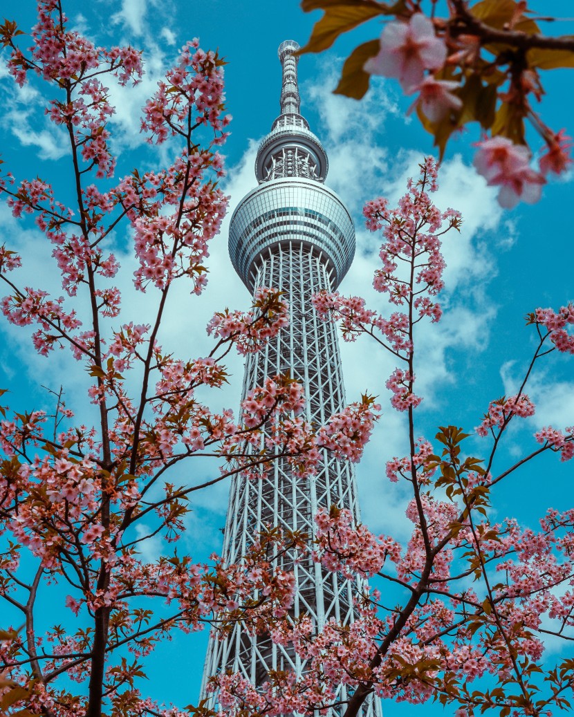 日本東京晴空塔圖片