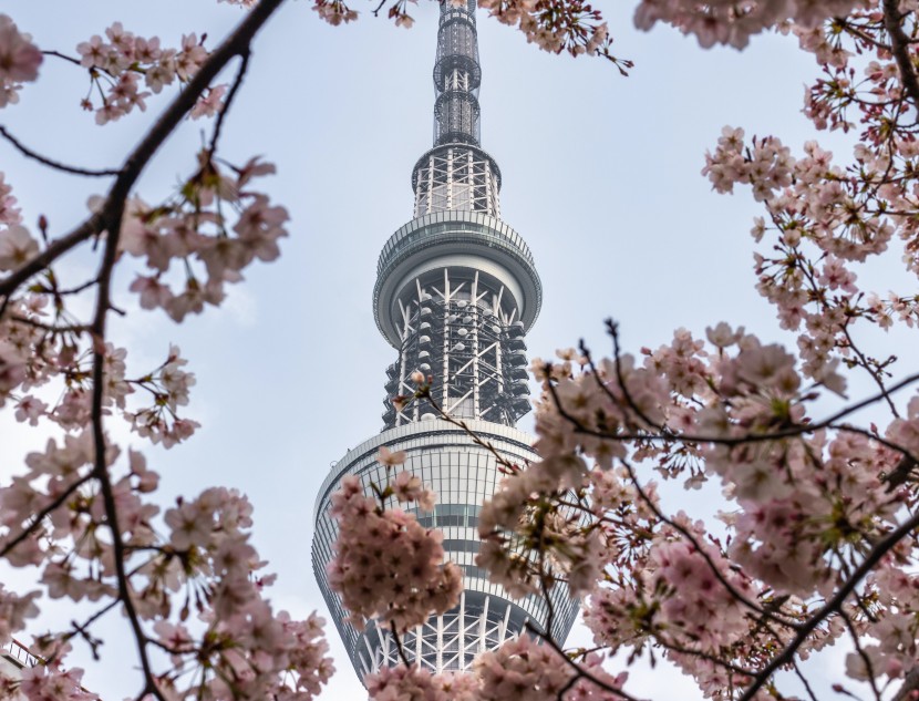 日本東京晴空塔圖片