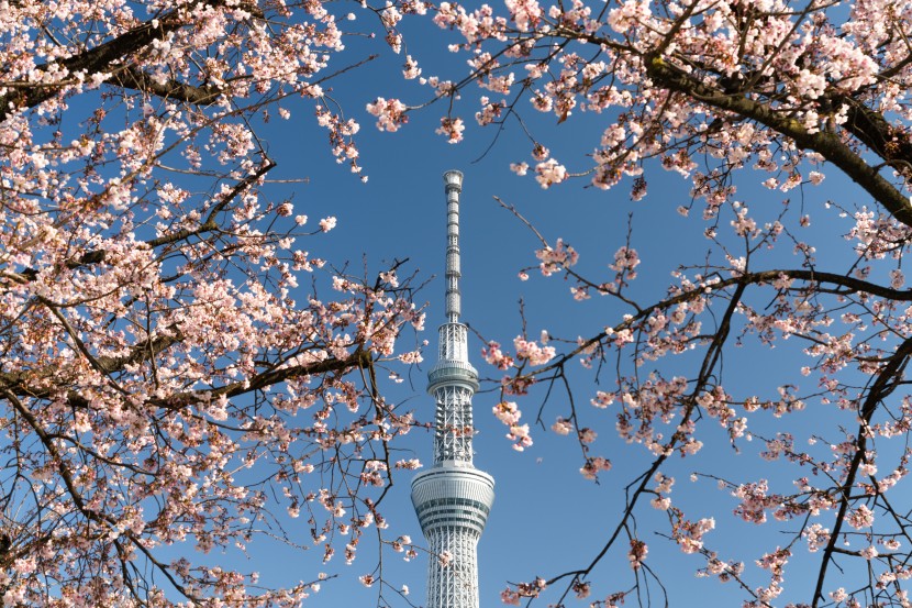 日本東京晴空塔圖片