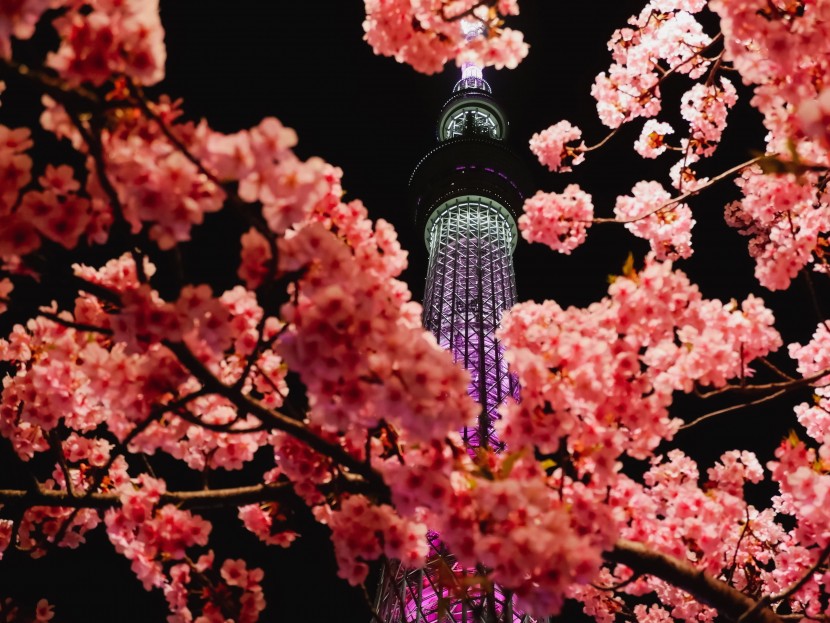 日本東京晴空塔圖片