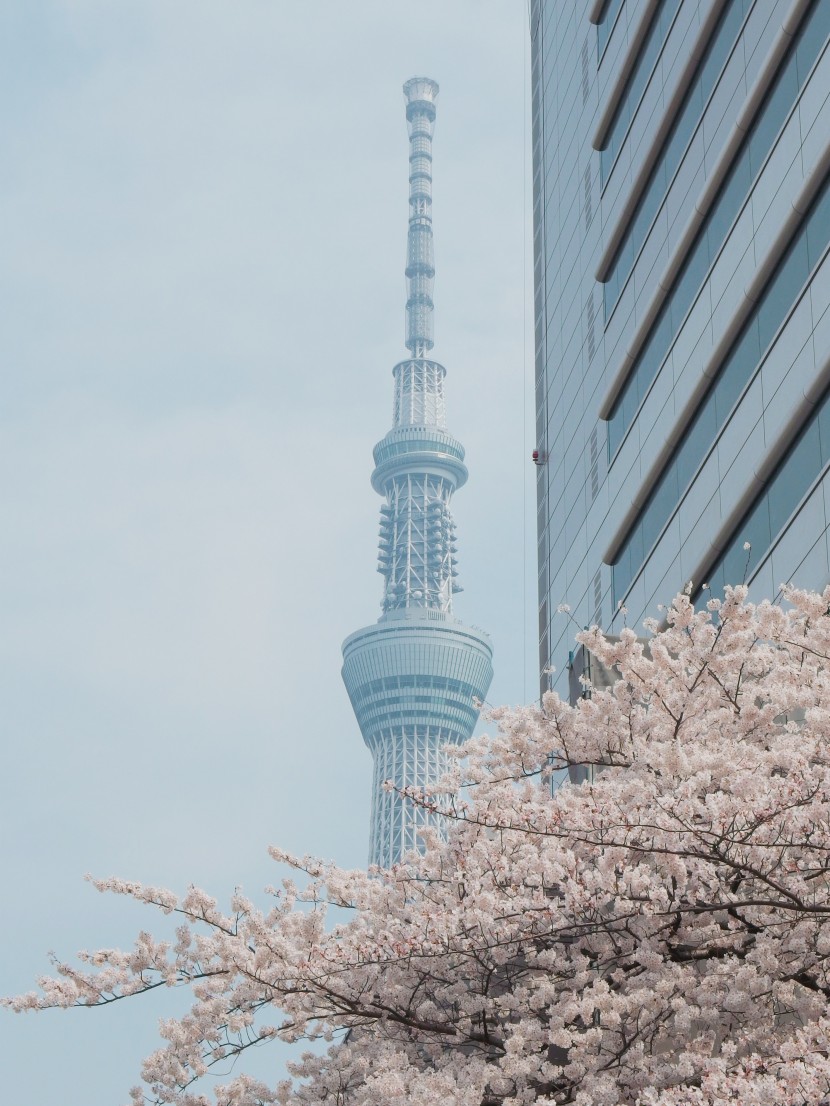 日本東京晴空塔圖片