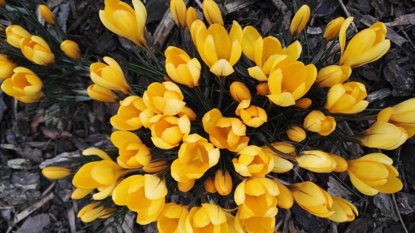 姹紫嫣紅的<a href=https://www.meiriqutu.com/tag/7614.html target=_blank class=infotextkey>郁金香</a>花海圖片