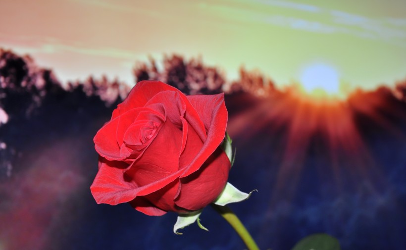 紅色的<a href=https://www.meiriqutu.com/tag/7615.html target=_blank class=infotextkey>玫瑰</a>圖片