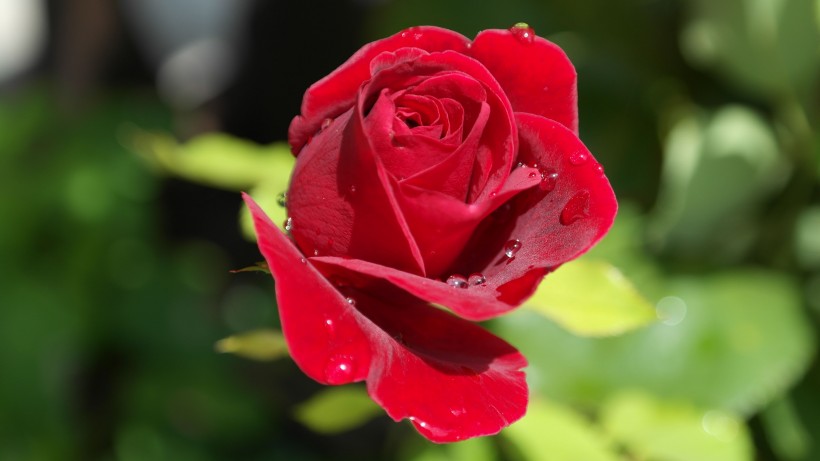 紅色的<a href=https://www.meiriqutu.com/tag/7615.html target=_blank class=infotextkey>玫瑰</a>圖片