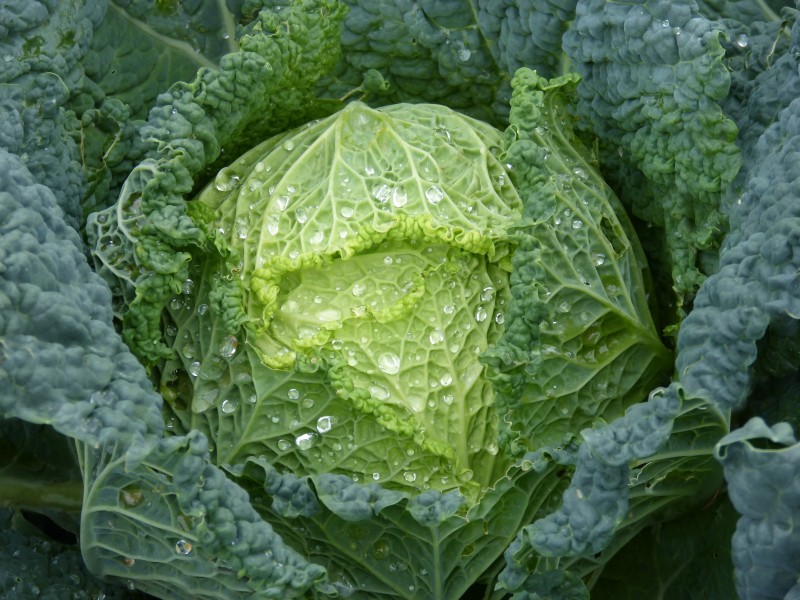 蔬菜心綻放的圖片