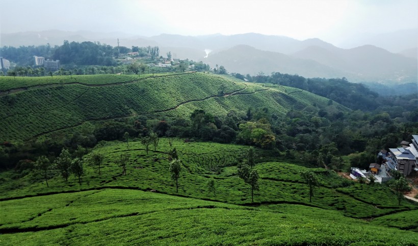 印度喀拉拉邦風景圖片
