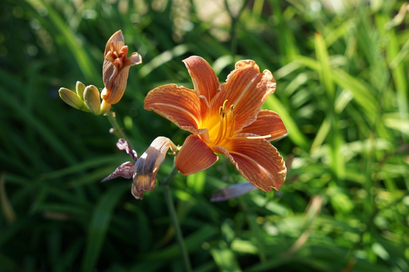 千嬌百媚的百合花圖片