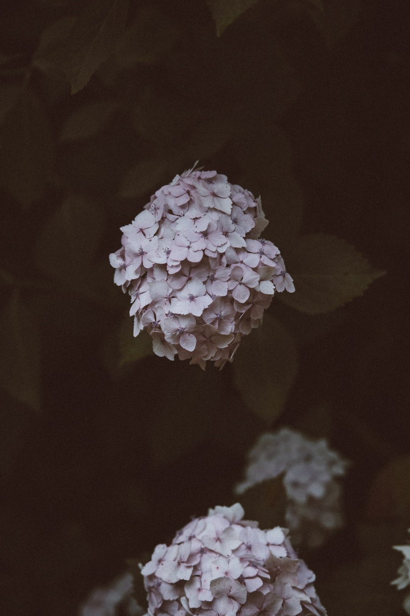 花型飽滿的八仙花圖片