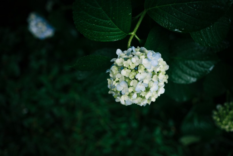 五顔六色的八仙花圖片