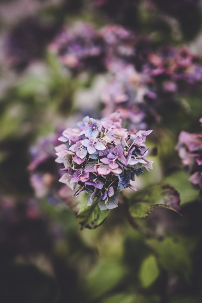 花型飽滿的八仙花圖片