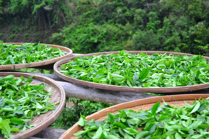 鮮嫩綠色的茶葉圖片