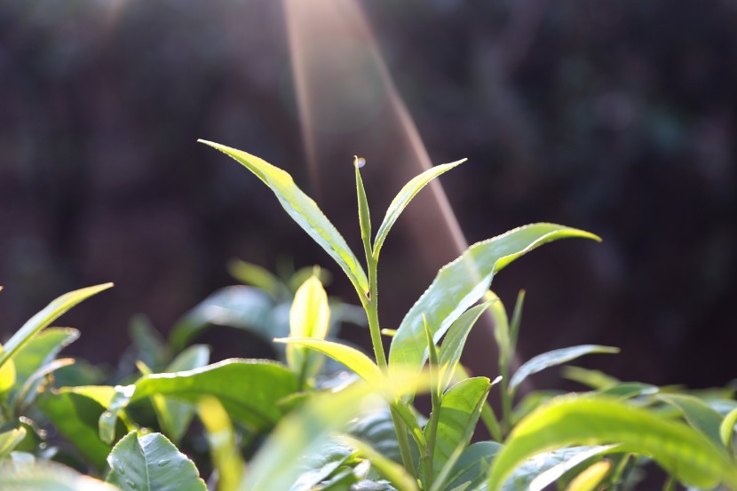 鮮嫩綠色的茶葉圖片