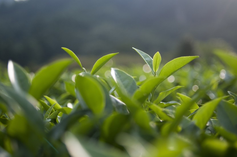 鮮嫩綠色的茶葉圖片