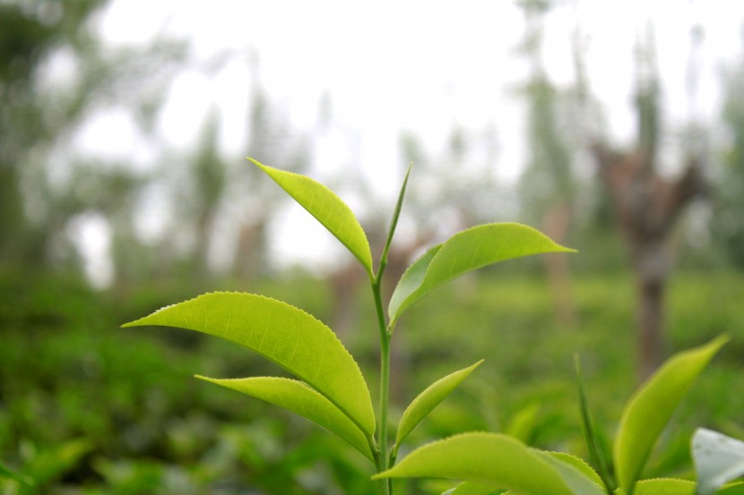 鮮嫩綠色的茶葉圖片