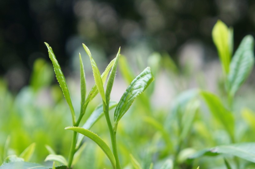 鮮嫩綠色的茶葉圖片