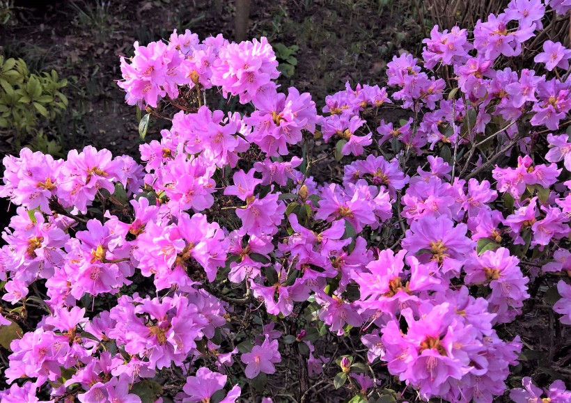 春天萬紫千紅的杜鵑花圖片