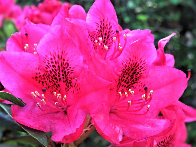 春天萬紫千紅的杜鵑花圖片