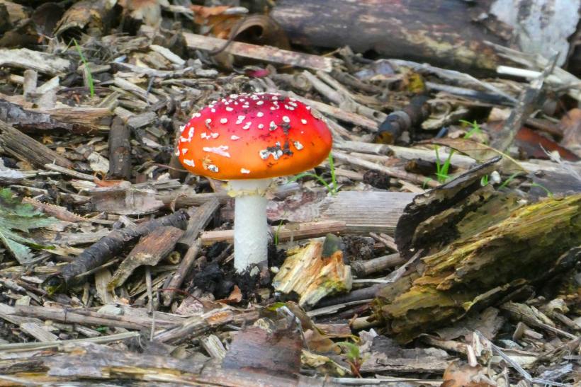 森林裡的紅色毒蠅傘圖片