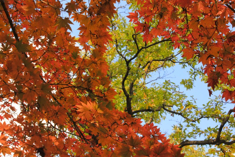 秋天紅色的楓葉圖片