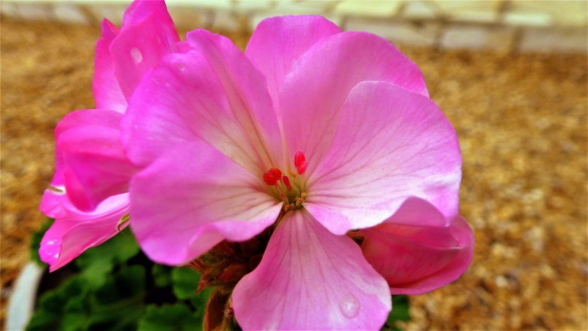 盛開的粉色天竺葵圖片