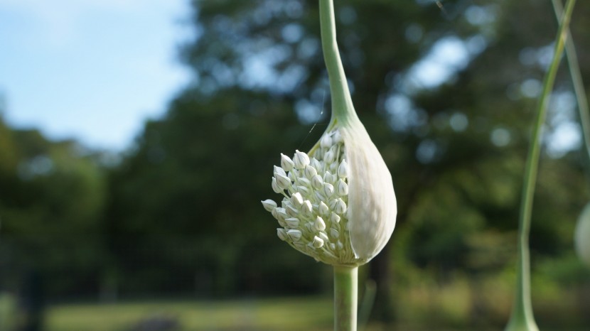 白色的韭菜花圖片