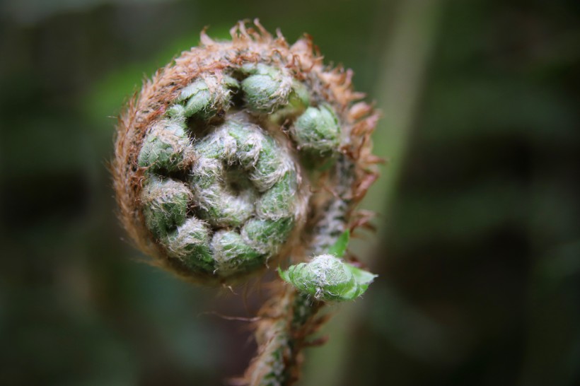 清新養眼的綠色蕨類植物圖片