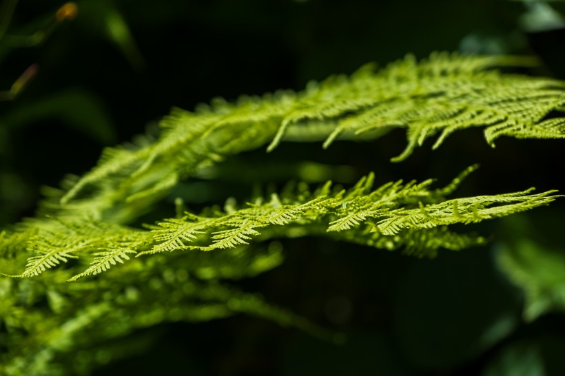 清新養眼的綠色蕨類植物圖片