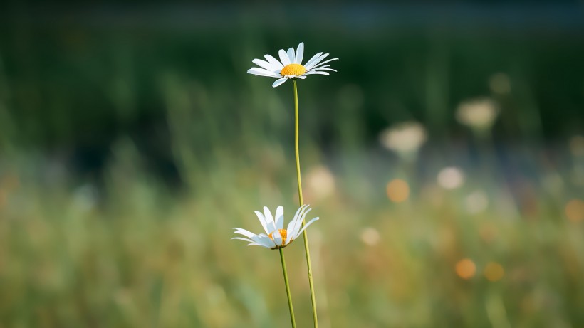 東洋菊瑪格麗特花圖片