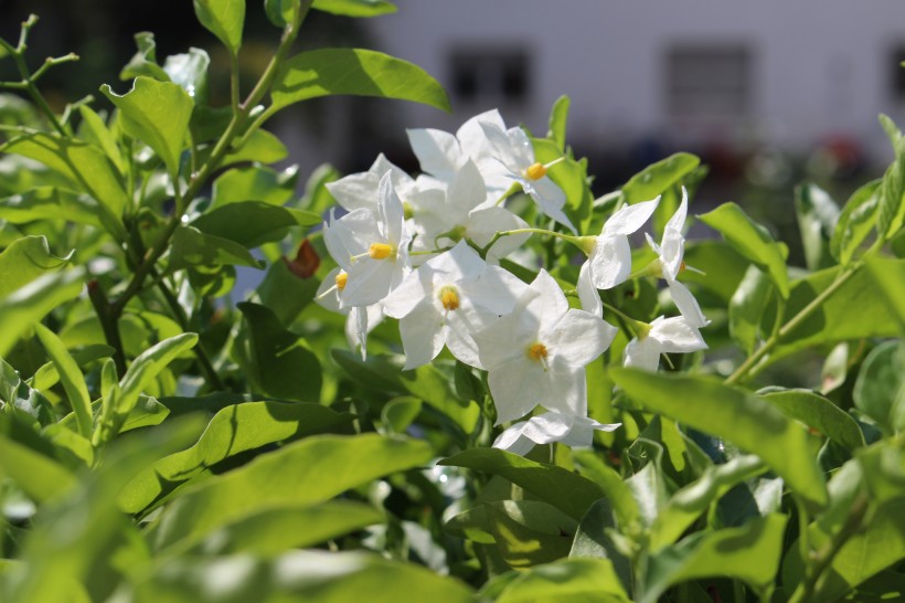 芳香潔白的茉莉花圖片