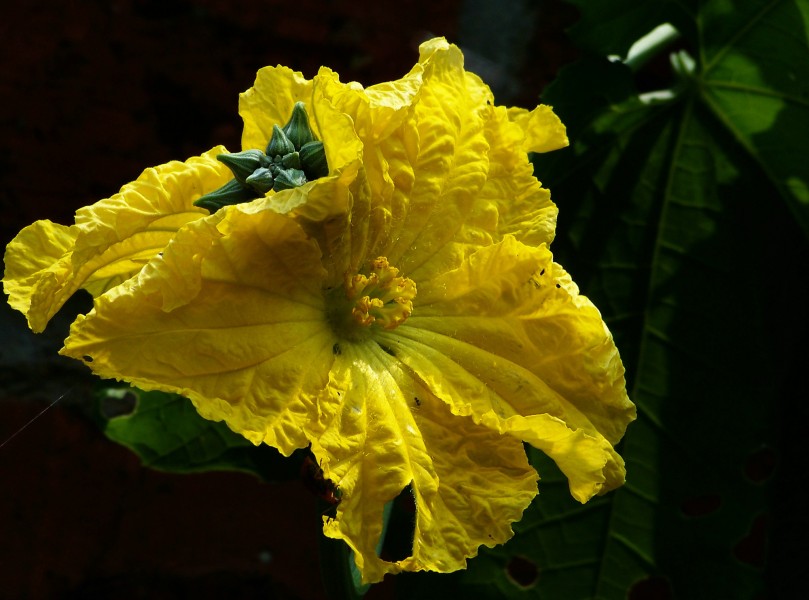 黃色絲瓜花圖片