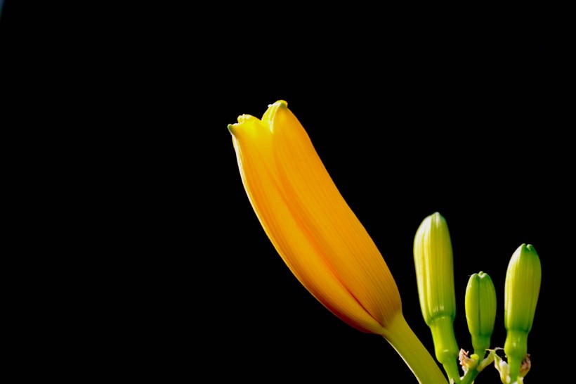黃色絲瓜花圖片