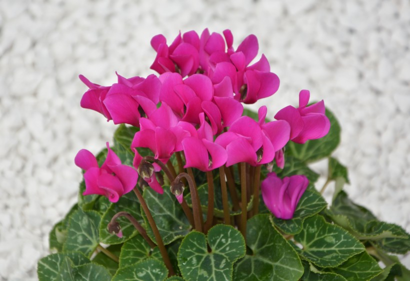 花型優美馨香的仙客來圖片