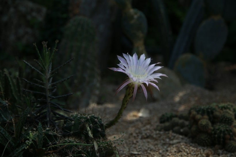 五顔六色的仙人掌花圖片