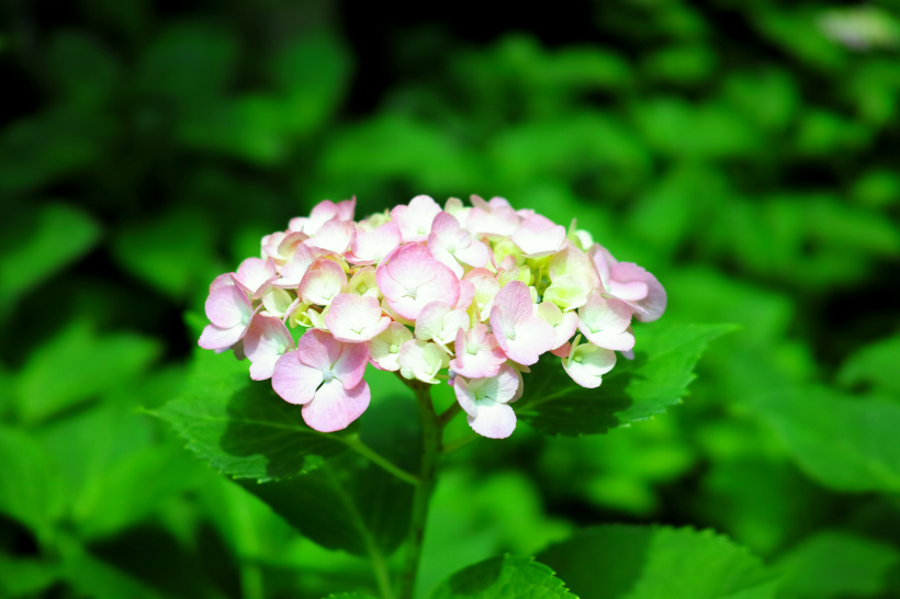 五顔六色的繡球花圖片