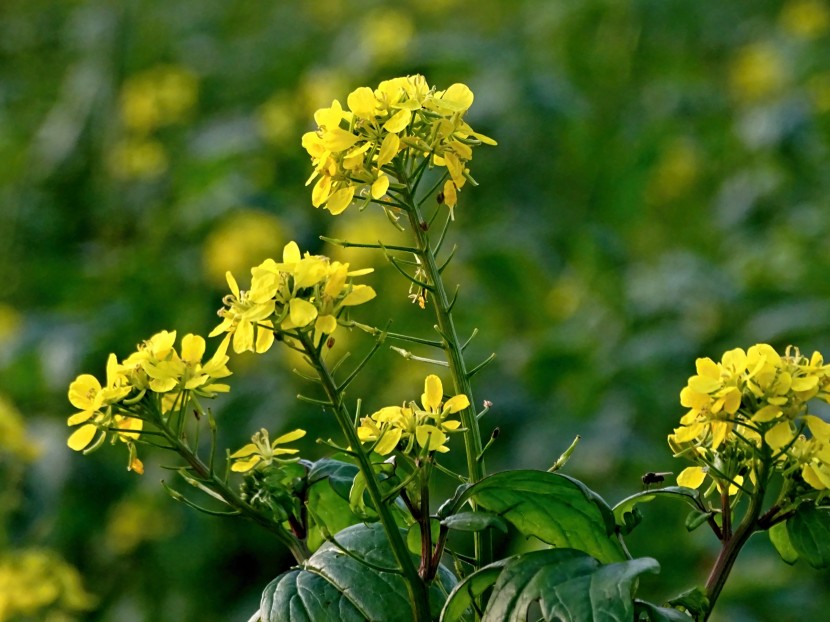 金光遍地的油菜花圖片