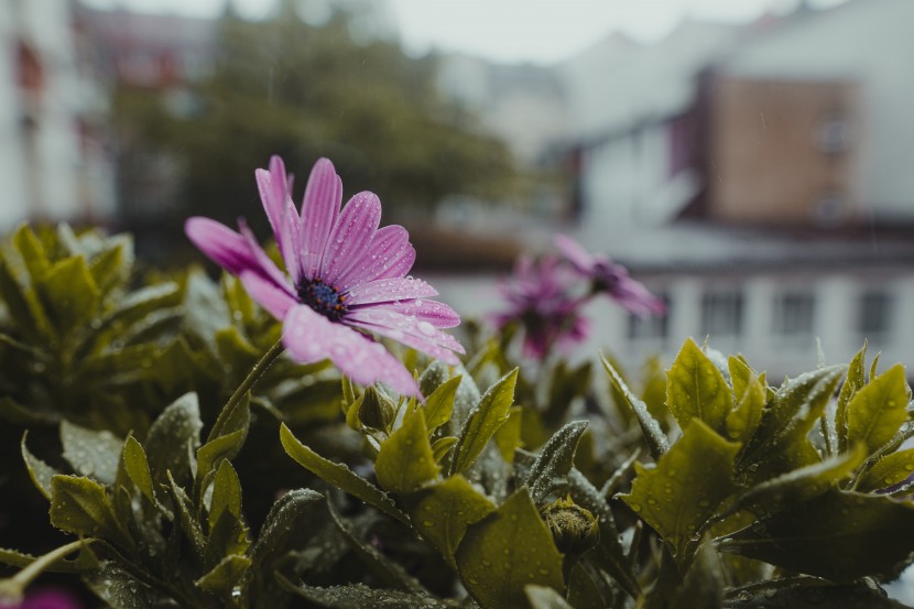 雨後的植物圖片