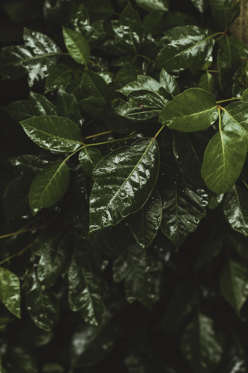 雨後的植物圖片