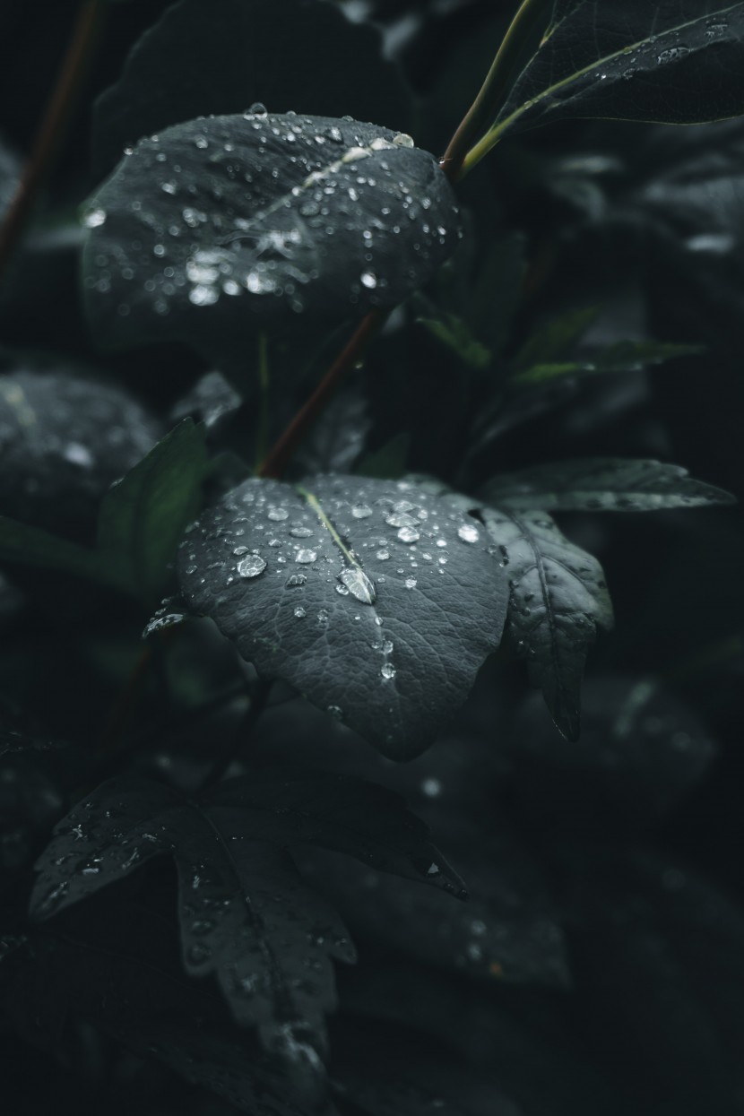 雨後的植物圖片