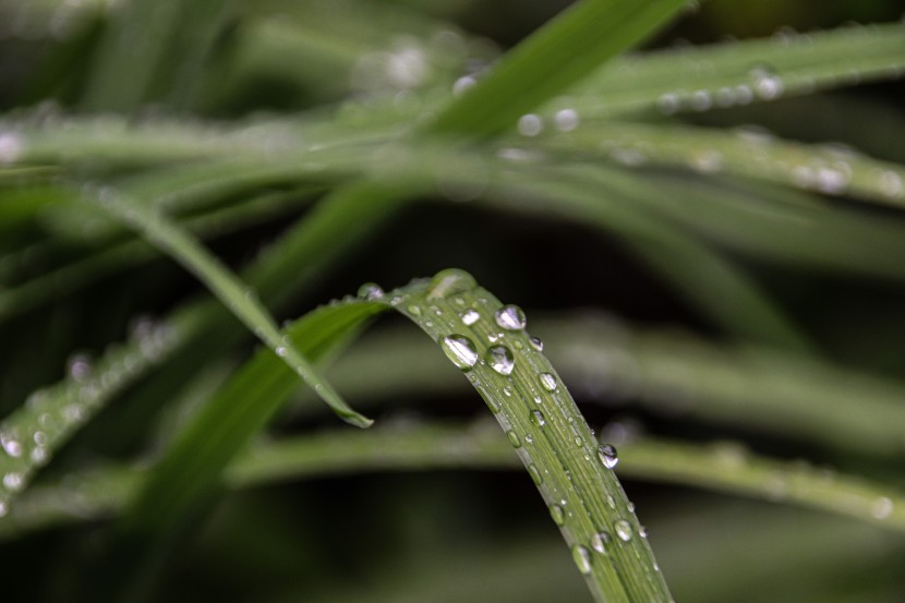 雨後的植物圖片