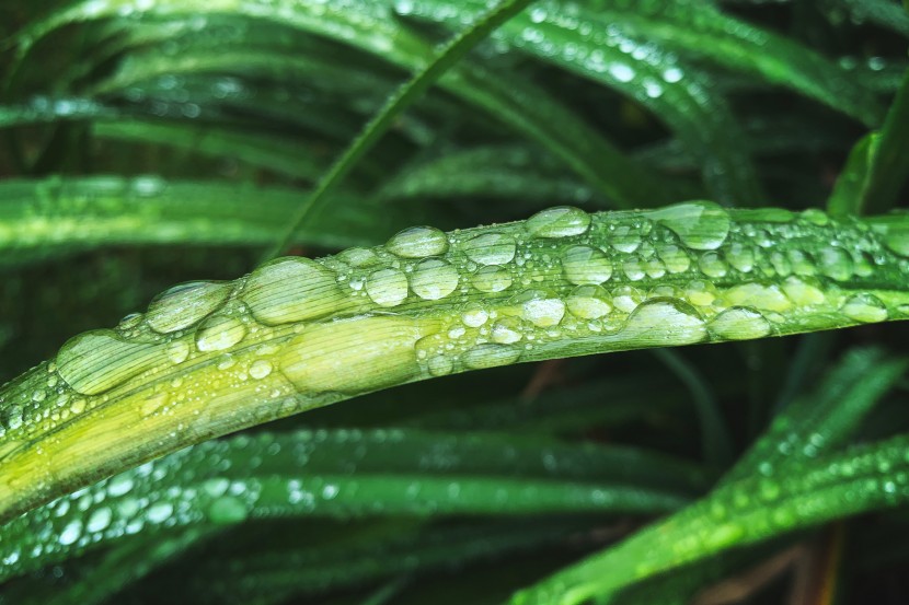 雨後的植物圖片