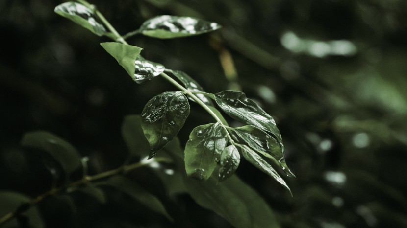 雨後的植物圖片