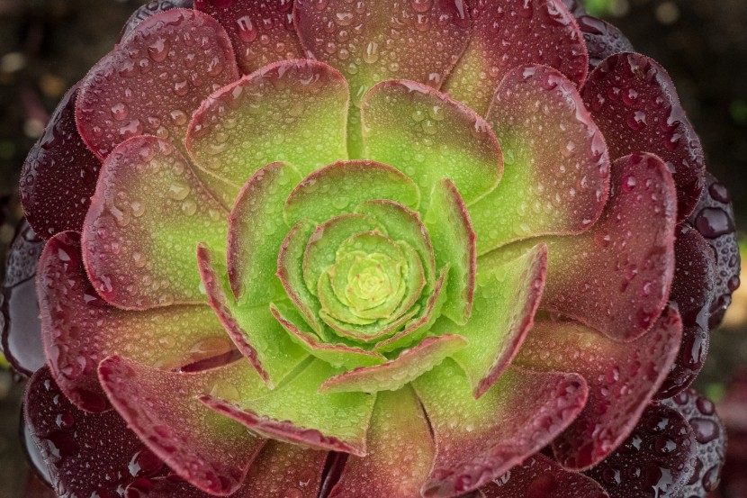 雨後的植物圖片