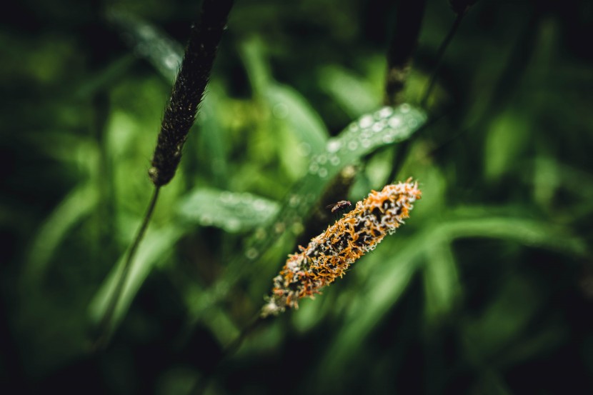 雨後的植物圖片