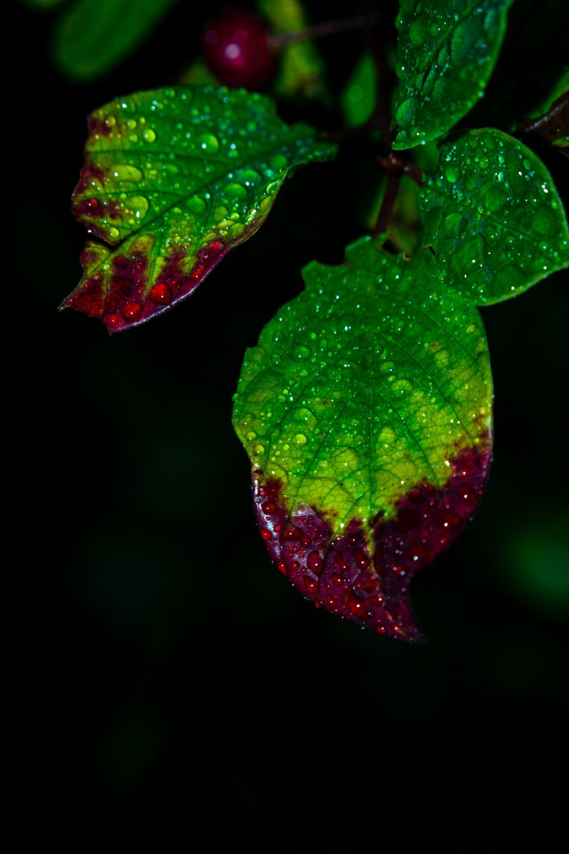 雨後的植物圖片