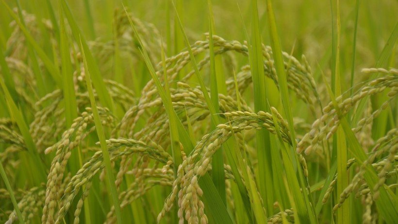 金色成熟的稻子圖片