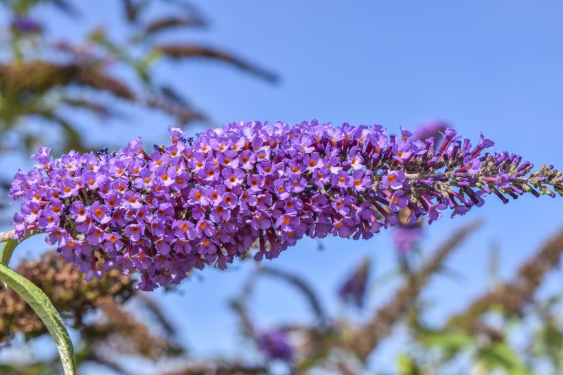 濃烈綻放的紫色丁香花圖片