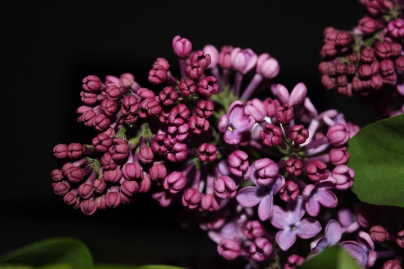 濃烈綻放的紫色丁香花圖片