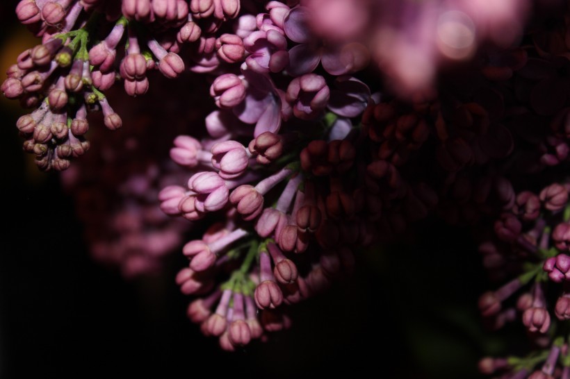 濃烈綻放的紫色丁香花圖片